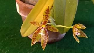 orchid Phal. cornu- cervi