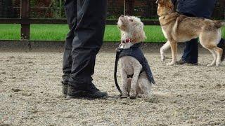 Lola - Mini Australian Labradoodle - 4 Week Residential Dog Training at Adolescent Dogs