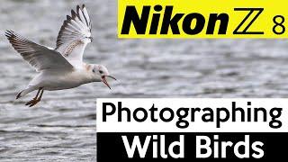 Photographing wild birds with the Nikon Z8