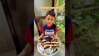 Mr brinjal harvesting brinjal recipe #gardening #shorts #tranding