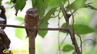 Tropical birds, music for peace, top 2022, chi vsex chi. Sleep Music