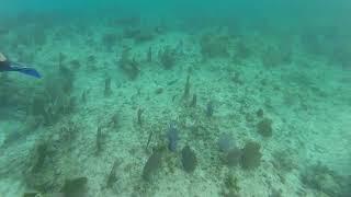 Snorkeling in Cozumel, Part 1