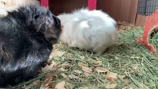 My Very Odd Guinea Pigs [KONA & SUBA GUINEA PIGS]