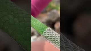 Satisfying Green Snake Shedding!