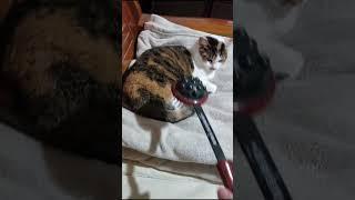 #579-花咪嚕每日紀錄 2024-12-01 #毛孩 #cat #dailyvlog #三花貓