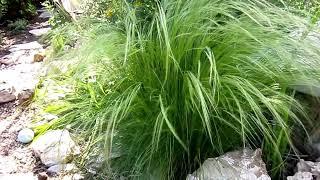 Mexican Feather Grass (Nassella tenuissima) Lisa's Landscape & Design's "Plant Pick of the Day"