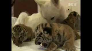 Dog raises abandoned tiger cubs in Sochi zoo