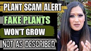 PLANT SCAMS - Know Before Buying, Houseplants, Aroids, Orchids, Tropical Foliage Plants, Collective