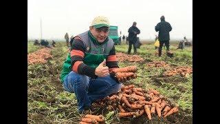 Технология выращивания моркови