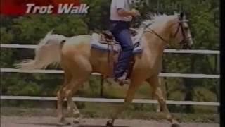 Gaits of the Missouri Fox Trotting Horse