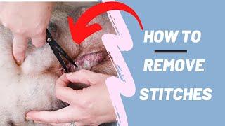 Removing stitches from your dog and aftercare - C-Section aftercare