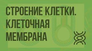 Строение клетки. Клеточная мембрана. Видеоурок по биологии 10 класс