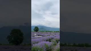 #zaqatala  #balaken #azerbaycan
