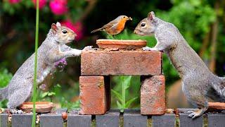 Cat TV NO ADS ️ Beautiful Day for Birds & Squirrels ️  Cat entertainment videos 4K HDR