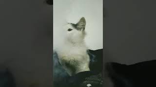 My little Cat  love's hookah. #shorts#viral#trending#cat#cats#catlover#enjoy#short#shortvideo#fyp