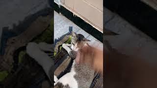 en kitta vilaiyadatheenga#shashasha0709 #catlover #catfunny #trending #shortsvideo