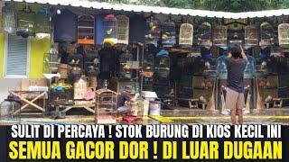 SULIT DI PERCAYA ! TERNYATA KIOS KECIL INI JADI GUDANG BURUNG GACORAN MEWAH YG DI CARI SEMUA ORANG