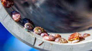 Pinto Abalone Outplanting 2024