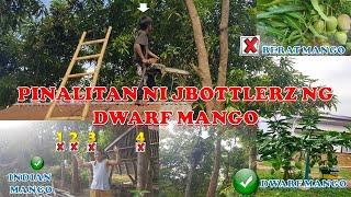 Berat Mango Pinalitan ni JBOTTLERZ ng Dwarf Mango