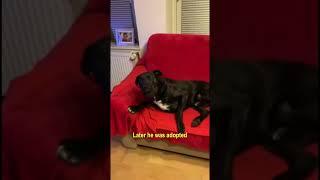 Injured Dog Found At Garbage Enjoys Second Life With Three Legs