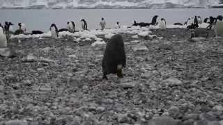 Penguin Chick face plant  - had a bad day