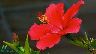 Herbal Tea Update: Hibiscus