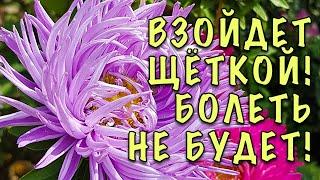 АСТРА НЕ ПОГИБНЕТ! СРОЧНО исправьте ЭТУ ОШИБКУ! КАК ПРАВИЛЬНО сеять АСТРУ НА РАССАДУ. ВСЕ СЕКРЕТЫ!