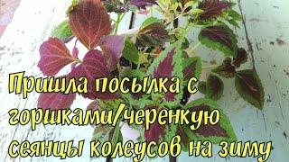 Черенкую сеянцы колеусов на зиму/Обзор посылки с горшками