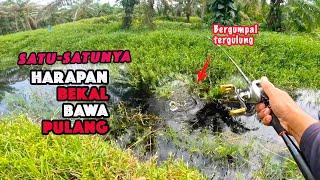 Bergulung dengan Rumput salah satu tektik melepaskan diri || Casting Ikan Haruan Lubuk VIRAL