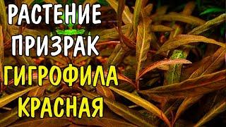 ГИГРОФИЛА КРАСНАЯ ( Hygrophila sp. "Red" )