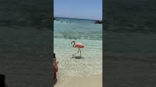 Flamingos en Aruba #aruba #flamingo