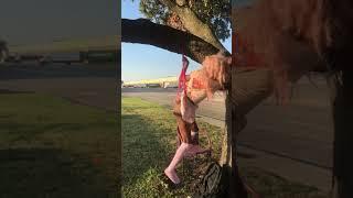 Pink Femboy Gets Hanging Wedgie In Broad Daylight 