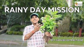 Rainy day mission (Ft. Sapling Extraction)