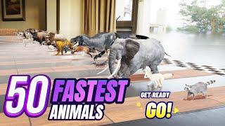 50 Animals Race to Victory in My House: The Ultimate Showdown!