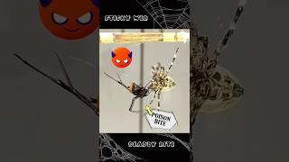 "Redback Spider Outsmarts Japan G in Epic Web Trap Battle!"#spiderfighting #gagambafight