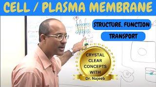 Cell or Plasma Membrane | Structure , Function & Transport