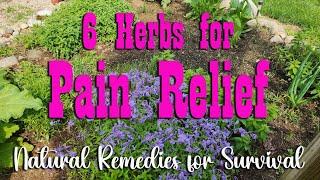 6 Herbs for Pain Relief ~ Self Reliance Herbal Remedies