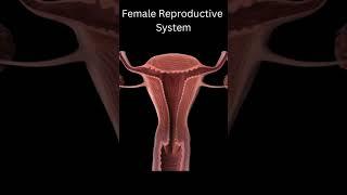 Female Reproductive System