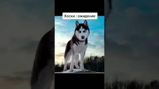 Хаски ожидание реальность  #Shorts #Хаски #TikTok