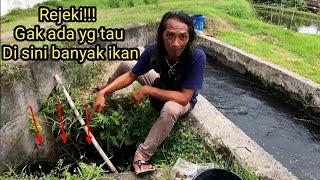 Gak masuk akal tapi memang ada!! ratusan ikan terperangkap di parit ini