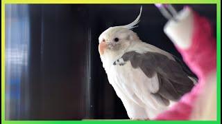 Cockatiel Sounds - Happy & Fun The Bird Sanctuary | 4hrs 30m