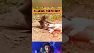 Dogs vs Defiant Monkey! Terrifying Showdown |Shocking Wildlife Encounter