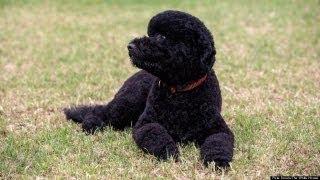 Obama Family Welcomes New Dog | HPL