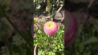 Ranunculus plants grown from corms that were saved last year and were divided a month ago