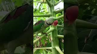 papa ️ #parrot #talkingparot #birds #talkingparrot #cute #pets #cutebird #nonstoptalkingparrot #c