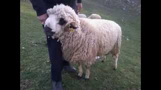 farma HONSIC HAZBO