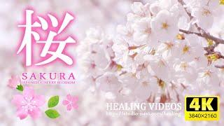 [Healing] Relax your mind and body with Japanese cherry blossoms/healing BGM and bird singing.