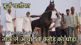 हरियाणा से आया 51 करोड़ का बुर्ज खलीफा | pushkar pashu mela 2023 | pkraj vlogs