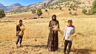 Nomadic Widow's Struggle to Build a House