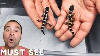 The ULTIMATE Leopard Gecko video - color change | giants | evolution | projects | gender & MORE!